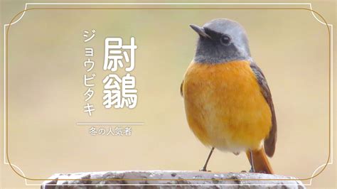 鳥 庭|庭に来る鳥の名前を調べる